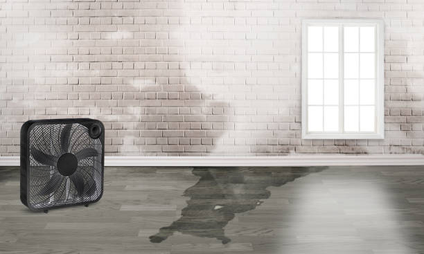 Best Basement water damage restoration  in Rosemont, PA